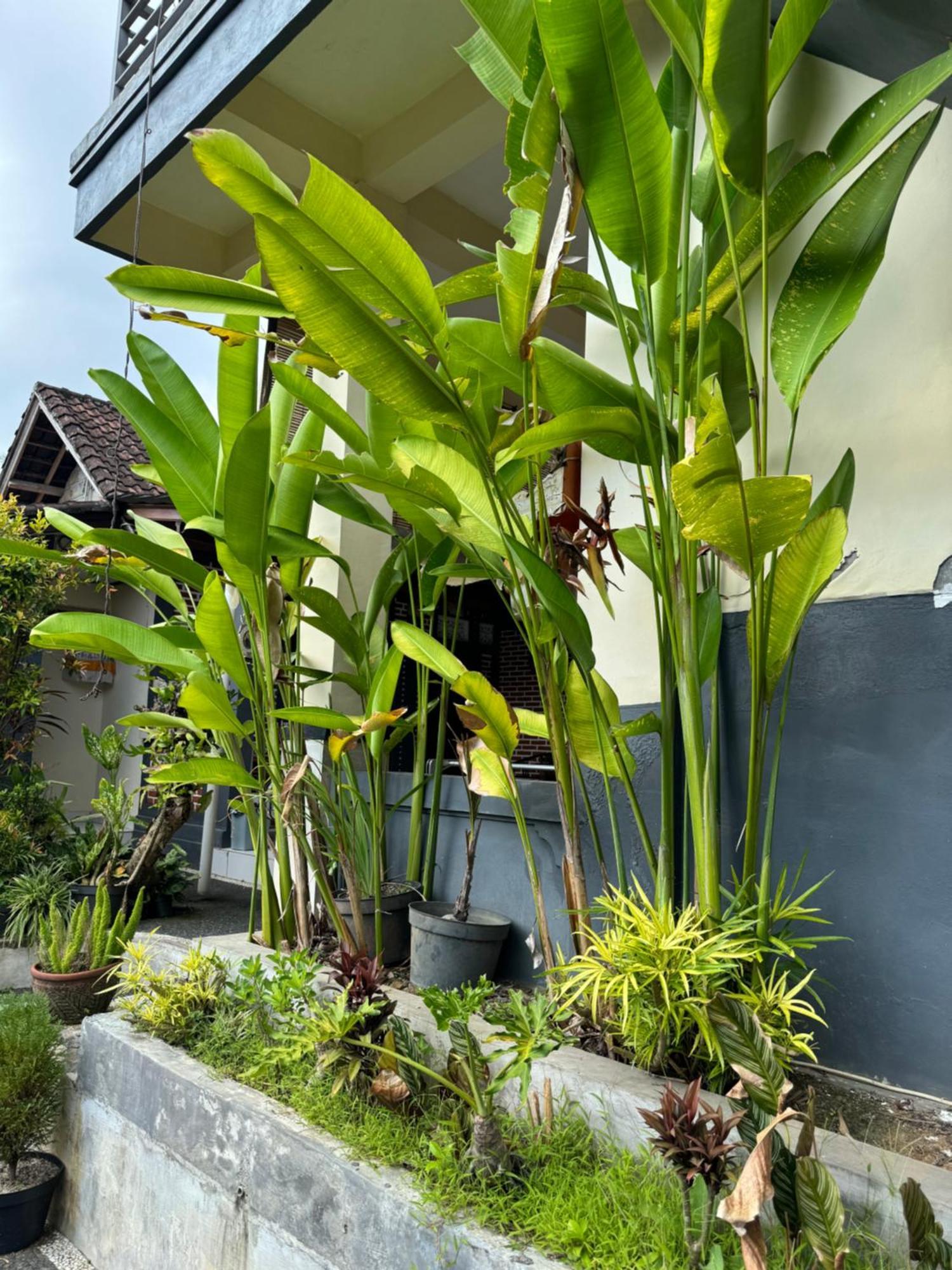 Rama Homestay Ubud Exteriör bild